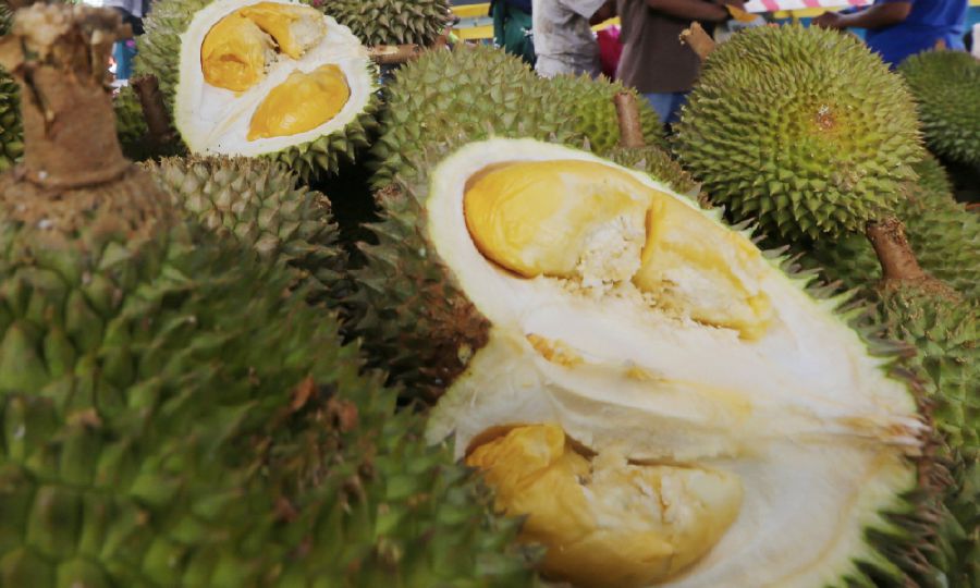 Durian farmer u0027employsu0027 two u0027pocongu0027