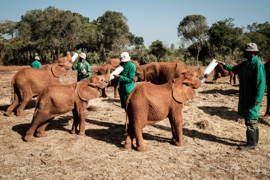 At Kenyan Orphanage Baby Elephants Find A New Life And Love