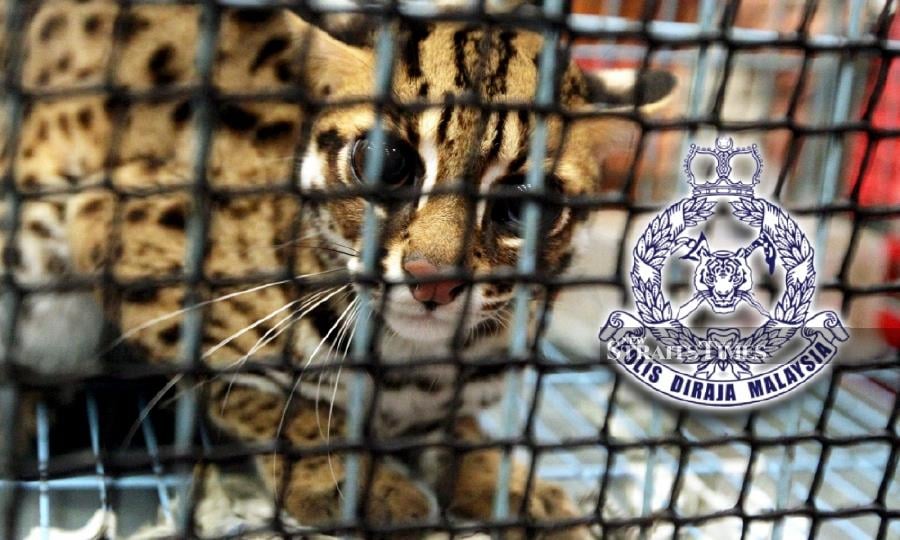Authorities revealed that the operation specifically targeted wildlife smuggling and various other crimes, including the trafficking of counterfeit medicines and the illegal use of subsidised diesel. - NSTP file pic
