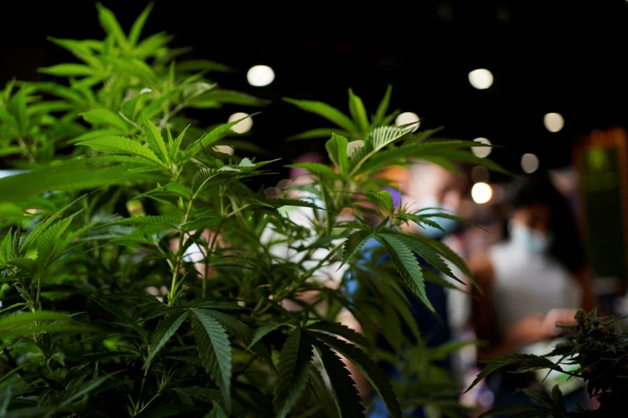 (FILE PHOTO) A general view of the cannabis plants displayed at the annual Expo Cannabis in Montevideo, Uruguaya. (REUTERS/Mariana Greif/File Photo)