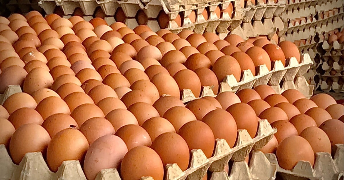 Egg shortage in Kota Baru New Straits Times