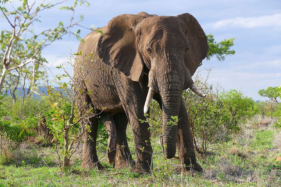Zimbabwe sells 100 elephants to China, Dubai