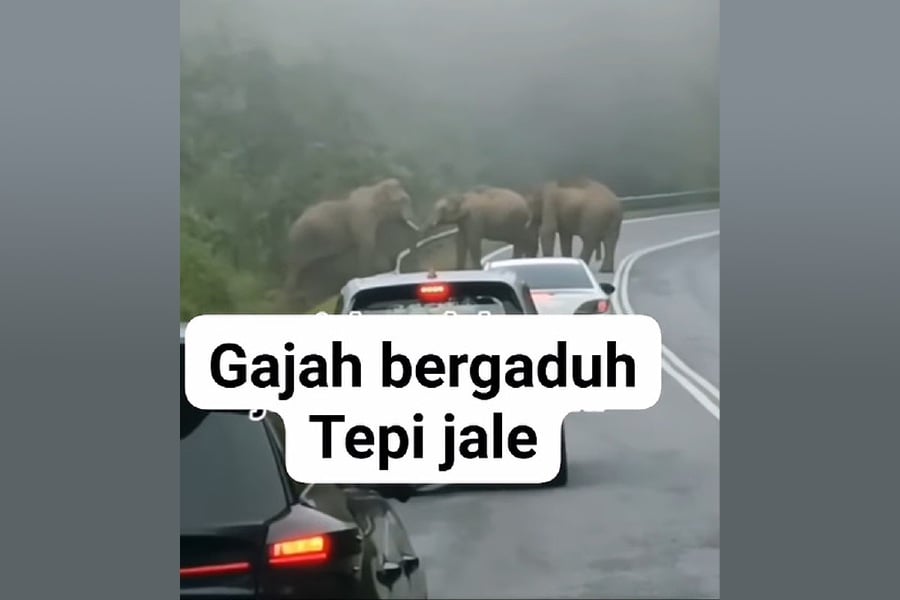 Two adult elephants were caught on video engaging in a tusk fight along the Jeli-Gua Musang road in Kelantan, causing a traffic jam in both directions. - Video screenshot form Facebook
