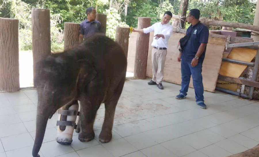 BioApps Sdn Bhd’s prosthetist and orthoptist Reoun Saros (centre) discussing with animal handlers on caring for a heavily bandaged Eli, at the Kuala Gandah Elephant Sanctuary in Lanchang, Pahang. Pic by NSTP/ADRIAN DAVID