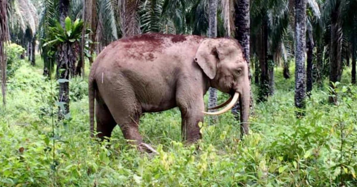 Elephants losing its tusks to live | New Straits Times