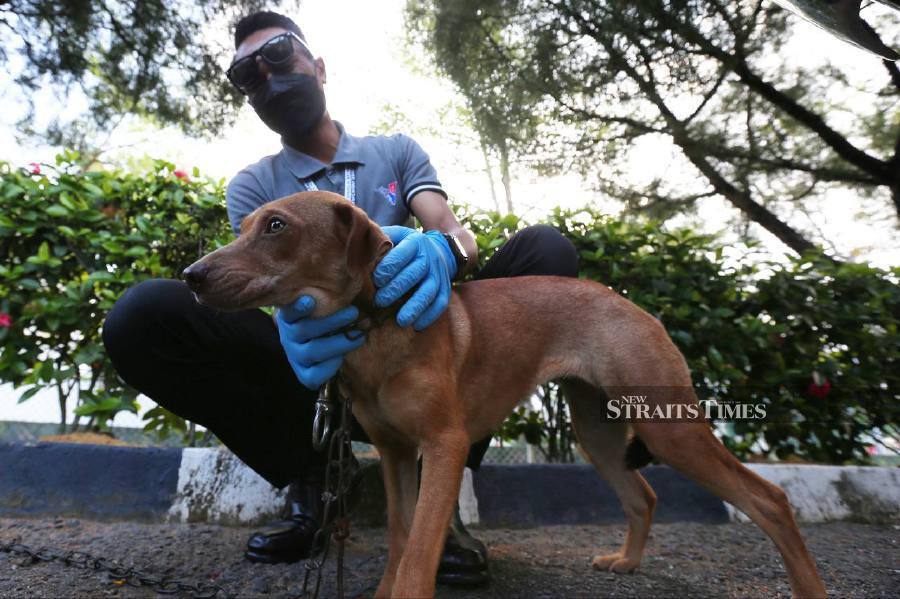 Veterinary Services Department (VSD) personnel showing the dog ahead of the trial. -NSTP/DANIAL SAAD