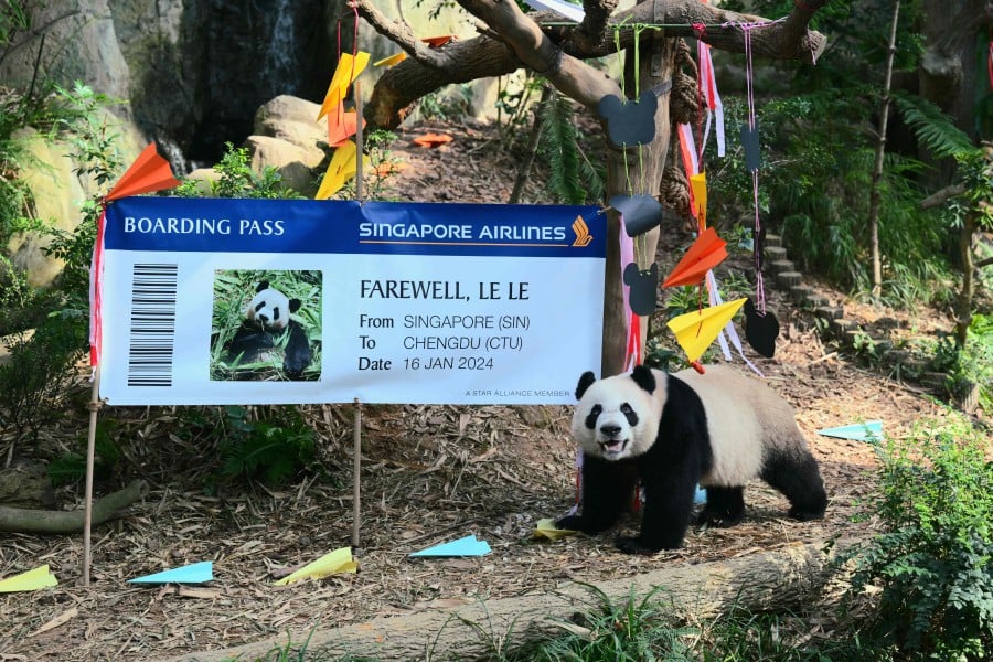 Two-year-old panda cub Le Le attending its farewell event at the River Wonders wildlife park in Singapore. -AFP PIC