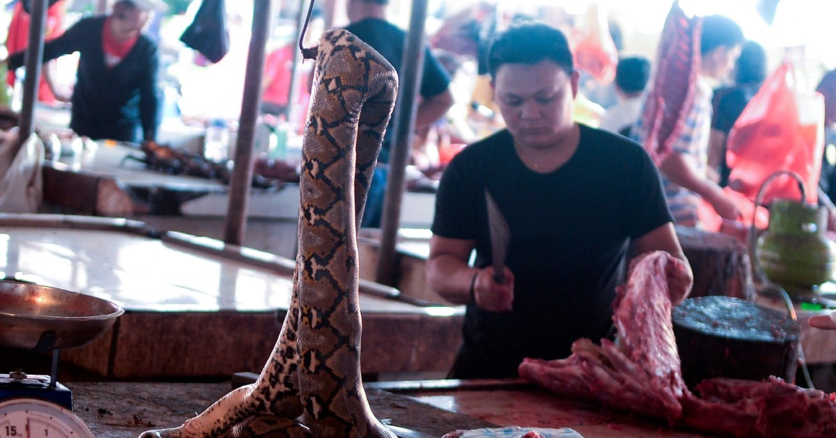 WATCH: Indonesian market sells monkey meat, other exotic animals