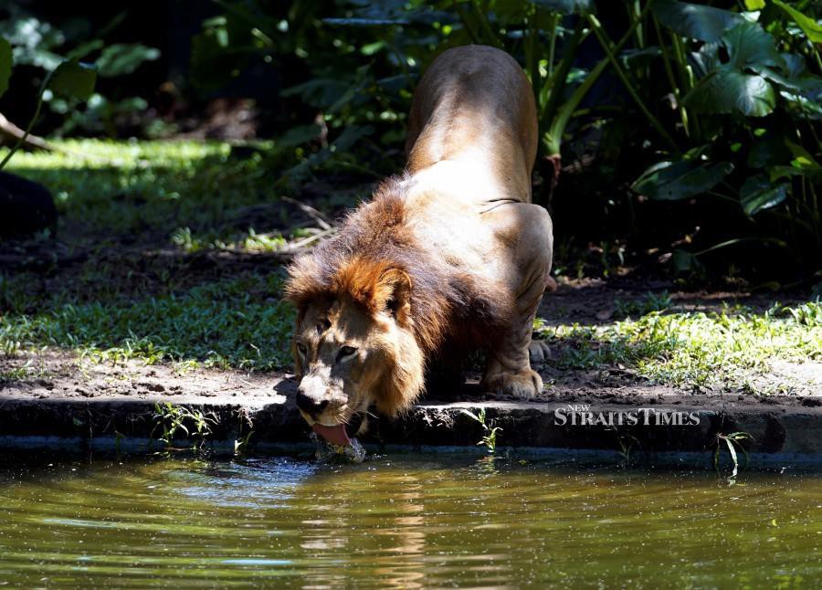 Zoo Negara Reopens To The Public Tomorrow Nsttv