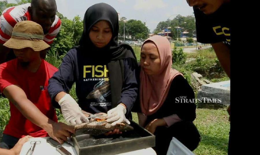 Dr Intan Faraha disecting 'ikan bandaraya' to find out what the highly invasive fish feeds on. - NSTP/ ROSLI ZAKARIA