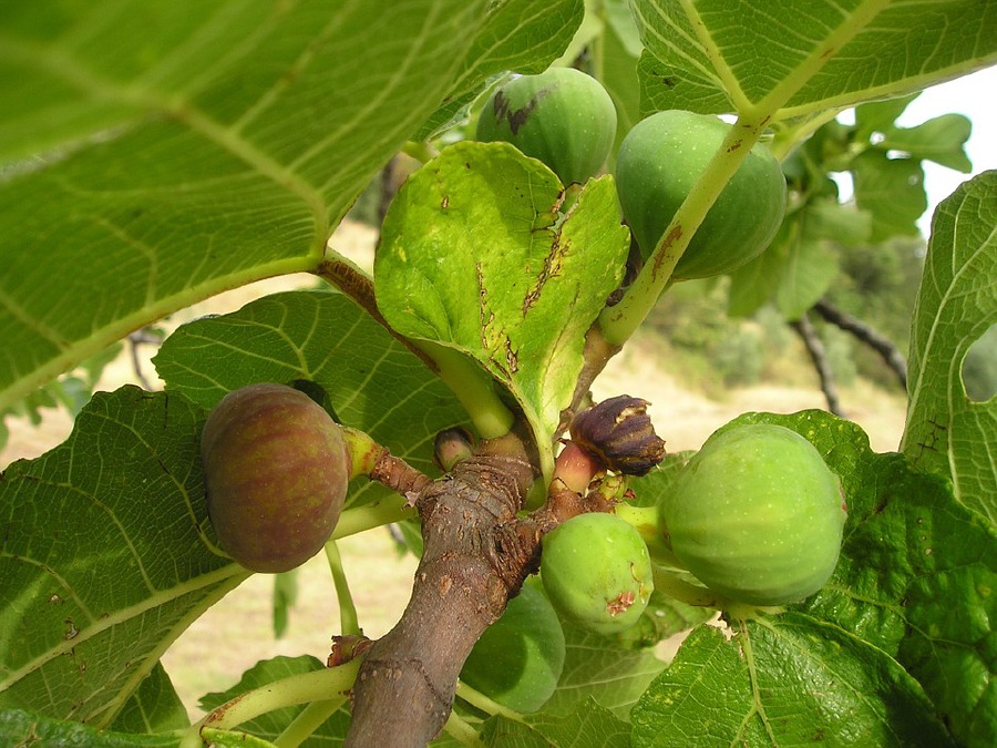 Kota Kinabalu Sabah Malaysia Feb 23 2016 Unidentified Person Looking At Fig Tree At Home Garden In Kota Kinabalu Sabah Fig Tree Ga Sabah Kota Kinabalu Photo