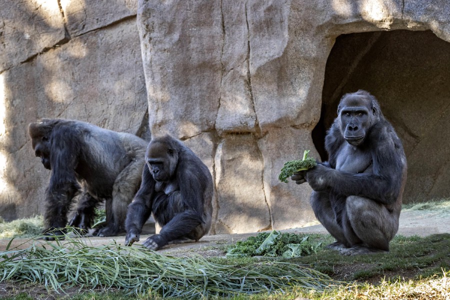 Coughing gorillas at US zoo test positive for Covid-19 | New Straits ...