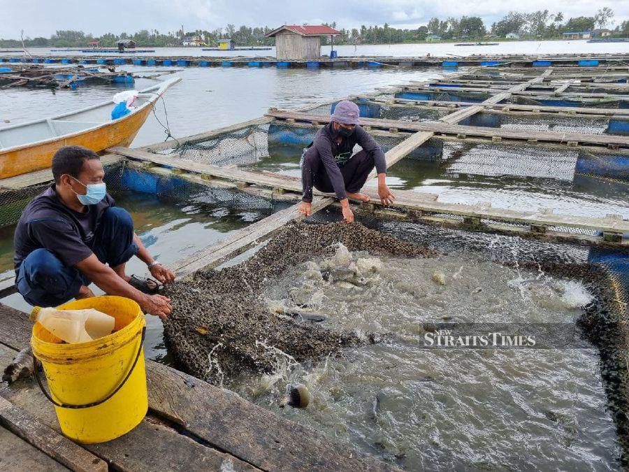 78 caged-fish breeders in Tumpat move their fishes out from cages | New ...