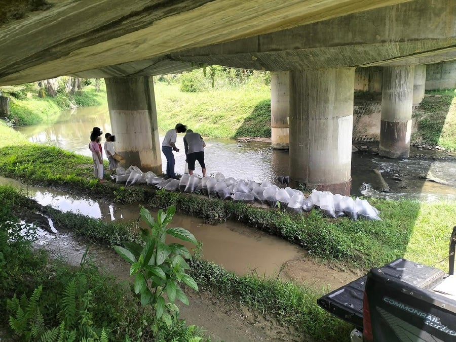 People seen here releasing bags of hatchlings under the bridge of a river believed to be located in Hulu Bernam. -- Pic from FB