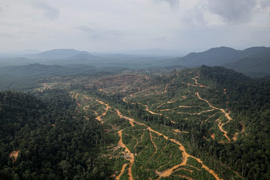 The Natural Resources, Environment and Climate Change Ministry needs more time to fully review and verify the findings of an environmental group that Malaysia is set to lose 2.3 million hectares of forest nationwide. - Bernama pic