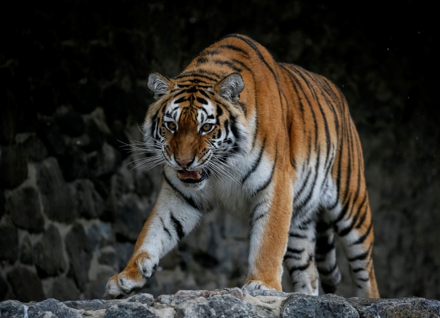 A tiger is seen in the city zoo in Kyiv, Ukraine. -  REUTERS PIC