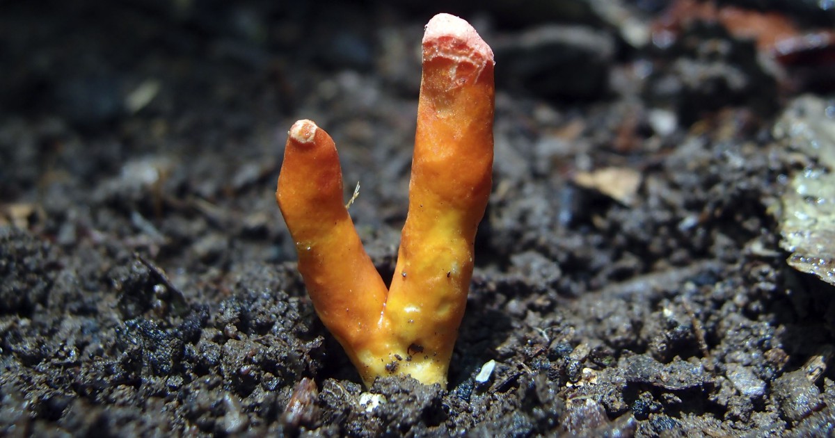 The world's second-deadliest fungus has been discovered in suburban Cairns ile ilgili görsel sonucu