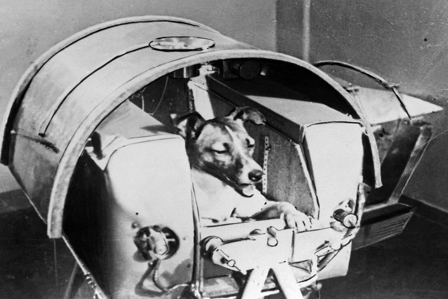 A file photo taken from the Soviet daily Pravda and taken on Nov 13, 1957 shows the dog Laika, the first living creature ever sent in space, onboard Sputnik II. Image by AFP 