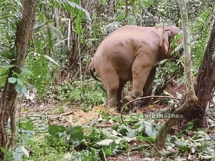 The Perak Wildlife and National Parks Department (Perhilitan) said a wild elephant spotted in Pos Kemar near here was not responsible for a recent attack. - NSTP file pic