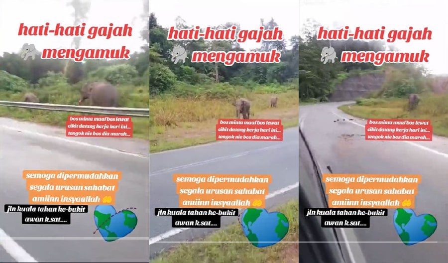 In a video that has since gone viral, the pair can be heard apologising to their boss for not being able to get to work on time.- Pic credit TikTok @joefilzzowalbiahwafi