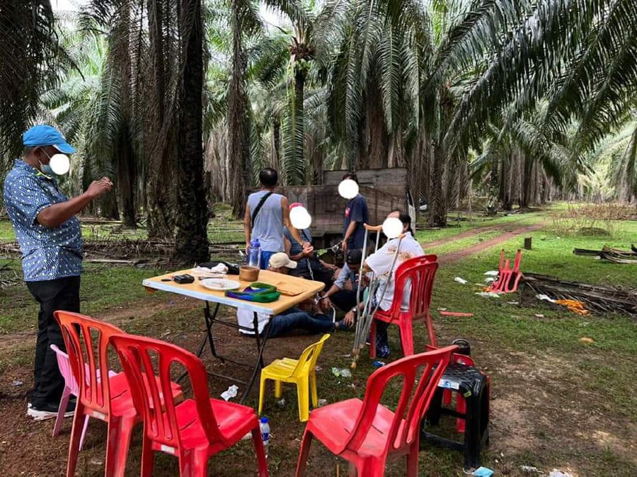 Seven including senior citizens caught gambling in oil palm plantation