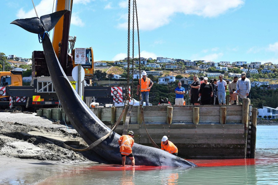 Rescuers retrieve the carcass of a stranded fin whale in Christchurch. - AFP PIC