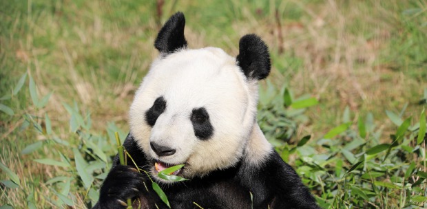 Handgemachte Pflanze Kleine Topfpflanze Panda Baumfaultier Hund