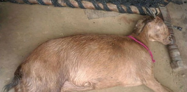 Pregnant Goat Dies After Being Gang Raped By Eight Men In India