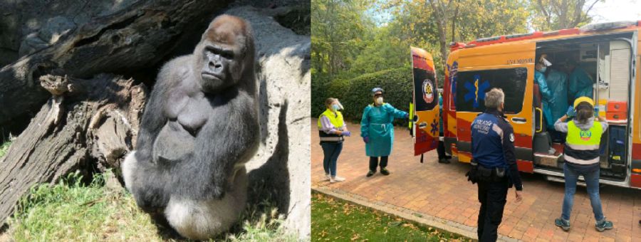 Malabo the gorilla attacked the Spanish zoo keeper at the Madrid Zoo. 