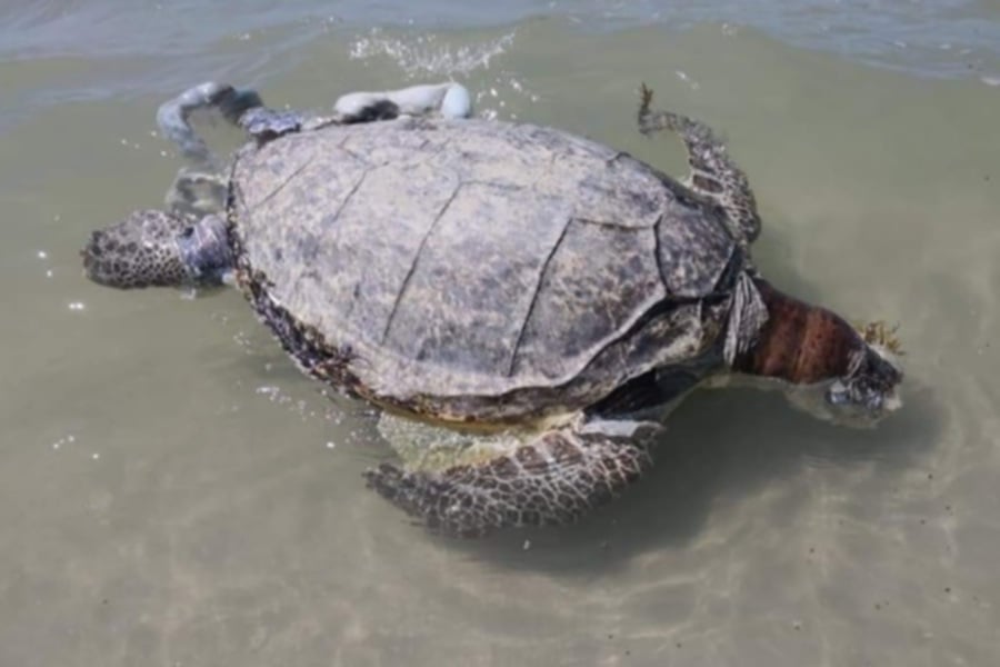 Green Turtle Found Dead At Pohon Batu Beach Cause Of Death Unknown