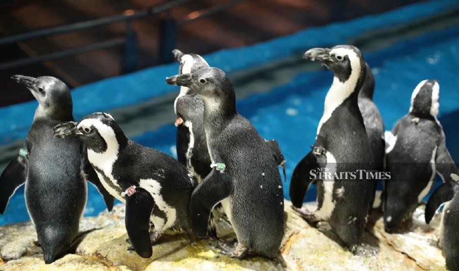 Underwater World Langkawi's thriving penguin population.