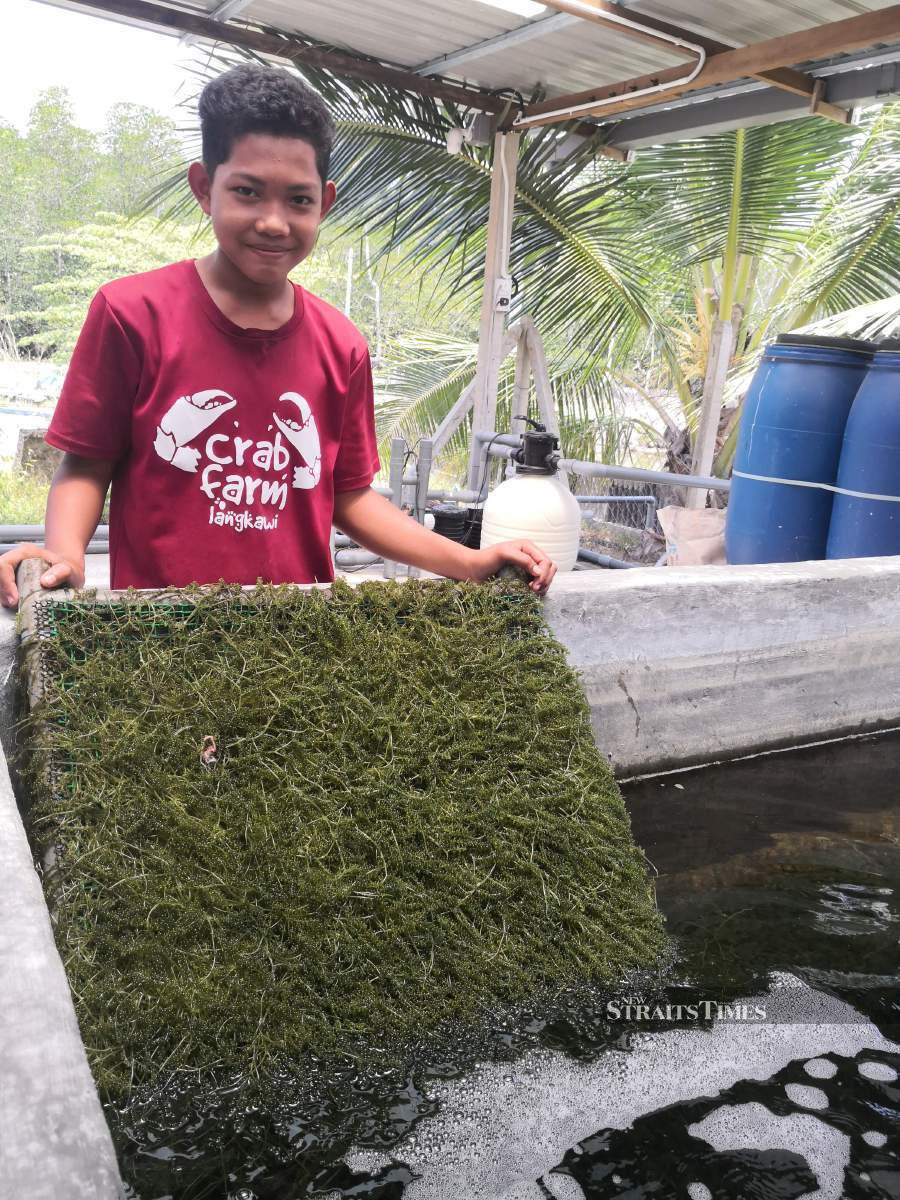  Latut flourishes at Crab Farm Langkawi thanks to Muhammad Raziq's undying dedication.