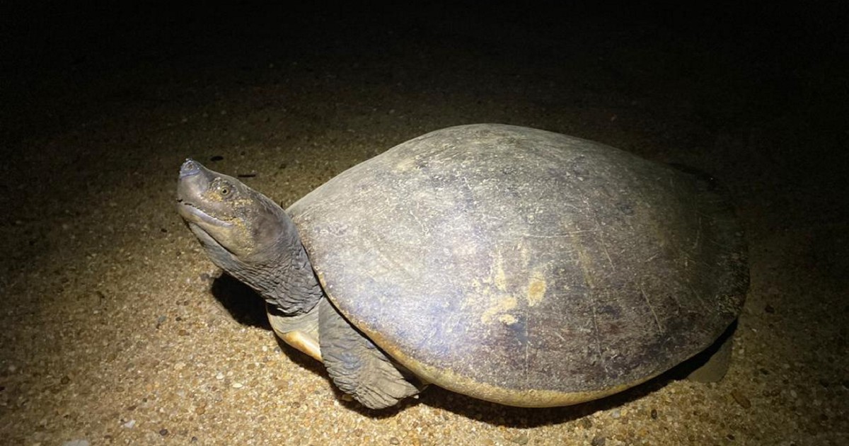 Eco-warriors face dangers in the wild to protect turtle species | New ...