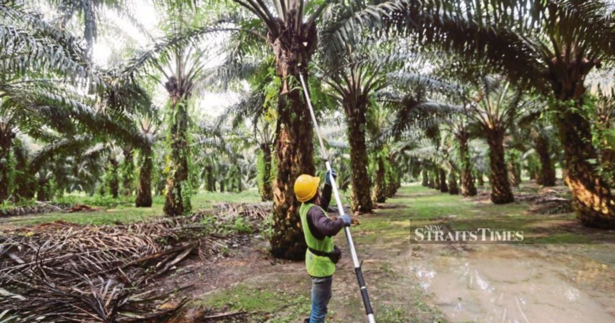 TH Plantations sells two loss-making units for RM170mil. | New Straits ...