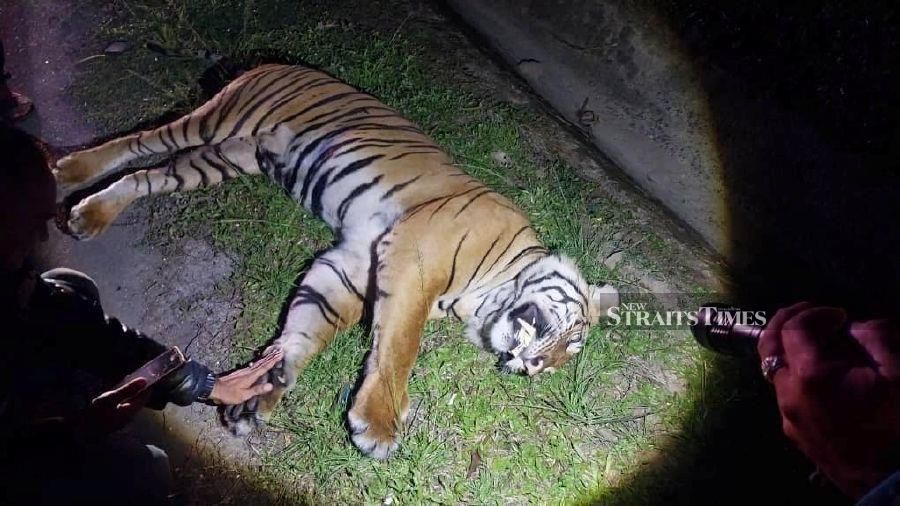 The tiger carcass lying on the emergency lane along Karak Highway after being hit by a car. Pix courtesy of Pahang Perhilitan