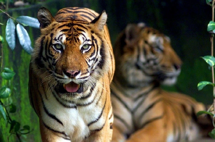 Soon, our children will have only pictures as proof that Malayan tigers once roamed our jungles. - File pic