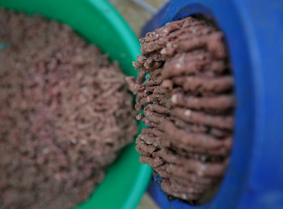 KUALA PILAH, June 10, 2024 — Processed meat of Suckermouth catfish (ikan bandaraya) is used to produce fish feed for tilapia farms in Kampung Tebing Tinggi. -NSTP/AZRUL EDHAM
