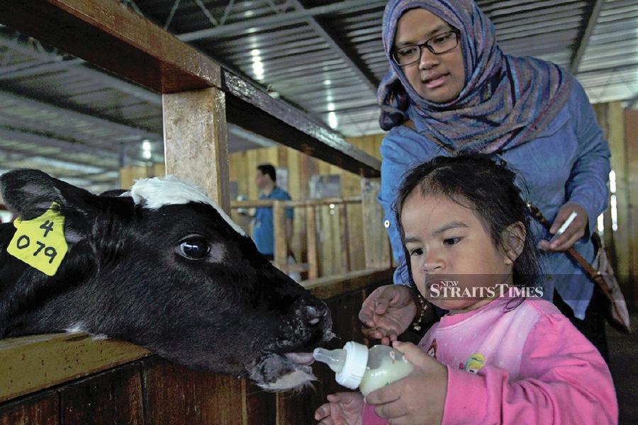 The Desa Cattle Dairy Farm in Kundasang, Sabah, also offers edutainment activities like cattle feeding. PICTURE BY AZIAH AZMEE
