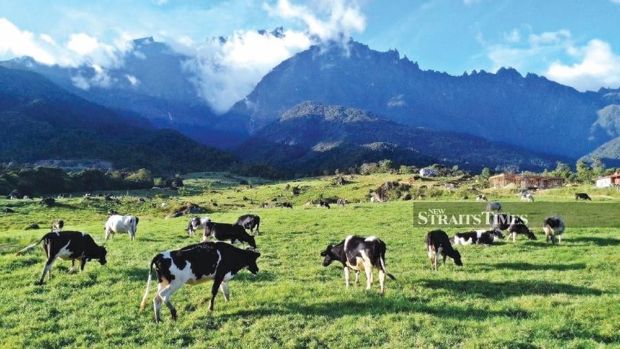 A breathtaking view at Desa Cattle Dairy in Kundasang, Sabah. PICTURE BY MOHD ROJI KAWI