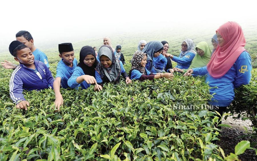 Early education in agriculture and sustainability can start with a visit to a tea plantation either in Cameron Highlands, Pahang or in Banting, Selangor. PICTURE BY MUHAIZAN YAHYA.