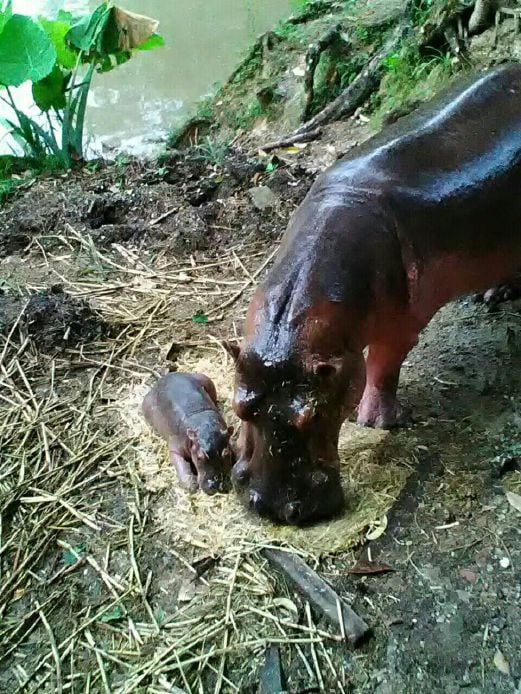 Hip Hip Hippo Zoo Taiping Welcomes New Hippo Calf To Family