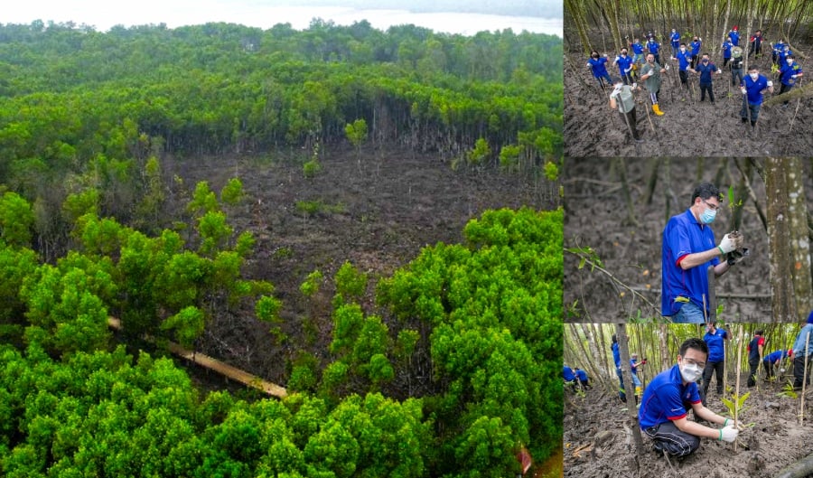 Hong Leong Bank Begins Three Year Mangrove Conservation Project In Kuala Selangor