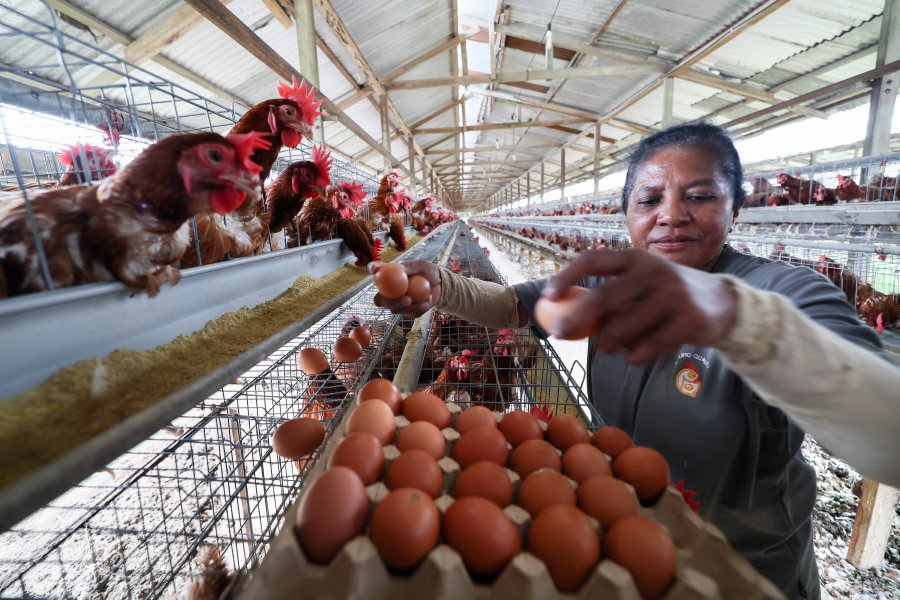 SANDAKAN: A worker at an egg farm collects chicken eggs before they are graded by size at a Penelur poultry farm. -BERNAMA PIC