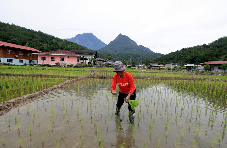  KOTA BELUD: Farmer Rupiah Sondoton seen planting rice in Kampung Tambatuon, 20 kilometres from Kota Belud. - BERNAMA PIC