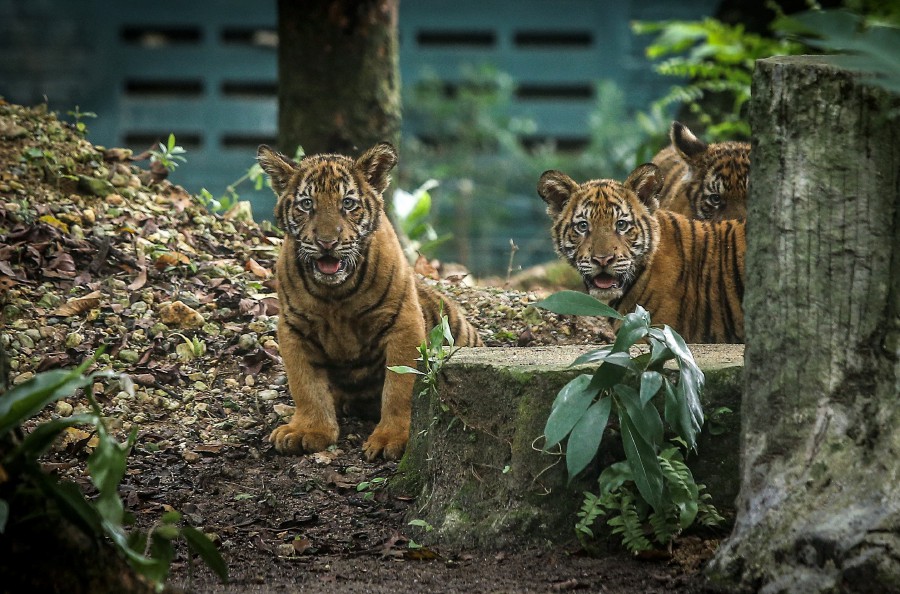 Zoo Negara is calling for donations, amid the Movement Control Order which has hit its revenue. -NSTP/MUHD ZAABA ZAKERIA