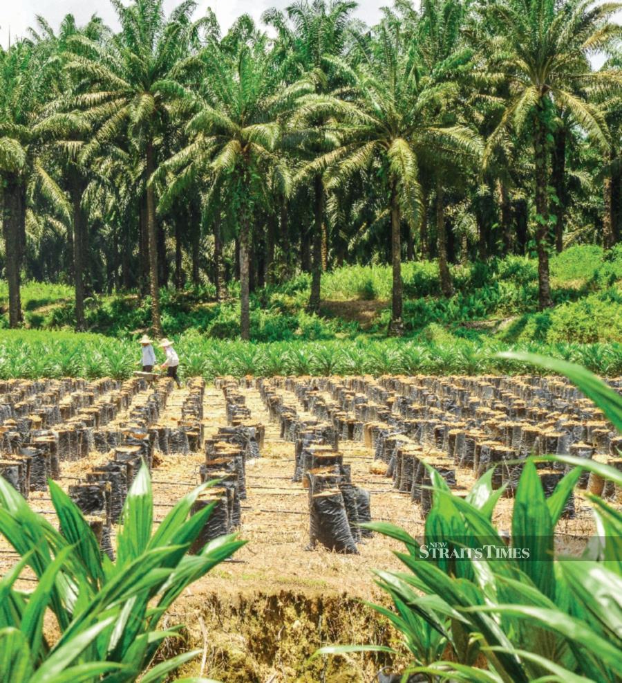 Kenanga Research turns cautious on IJM Plantation's outlook | New ...