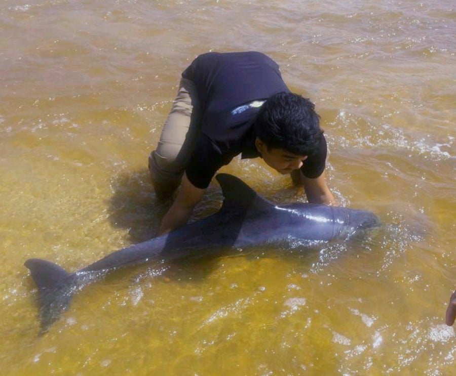 Bio-marine final year student Mohd Nur Aiman Suhaimi, 23 help a beached dolphin get back to sea. -NSTP/Courtesy of UMT