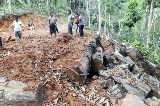 Illegal logging enforcement teams uncover timber “mass graves” | New ...