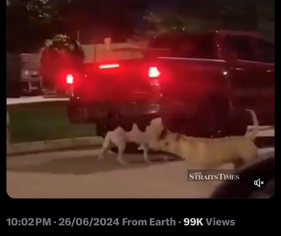 The video posted by @ricxxxkiddo on his X (formerly known as Twitter) platform shows a heartbreaking moment of a dog owner abandoning his pet by the roadside surrounded by other stray dogs in Shah Alam. Pic from @ricxxxkiddo X