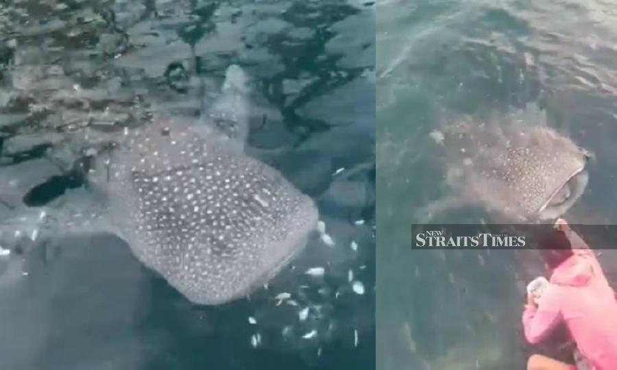 Fishemen have been told not to feed the whale shark which appeared at a 'bagang' (fishing structure at sea) in waters off Bongawan, recently.